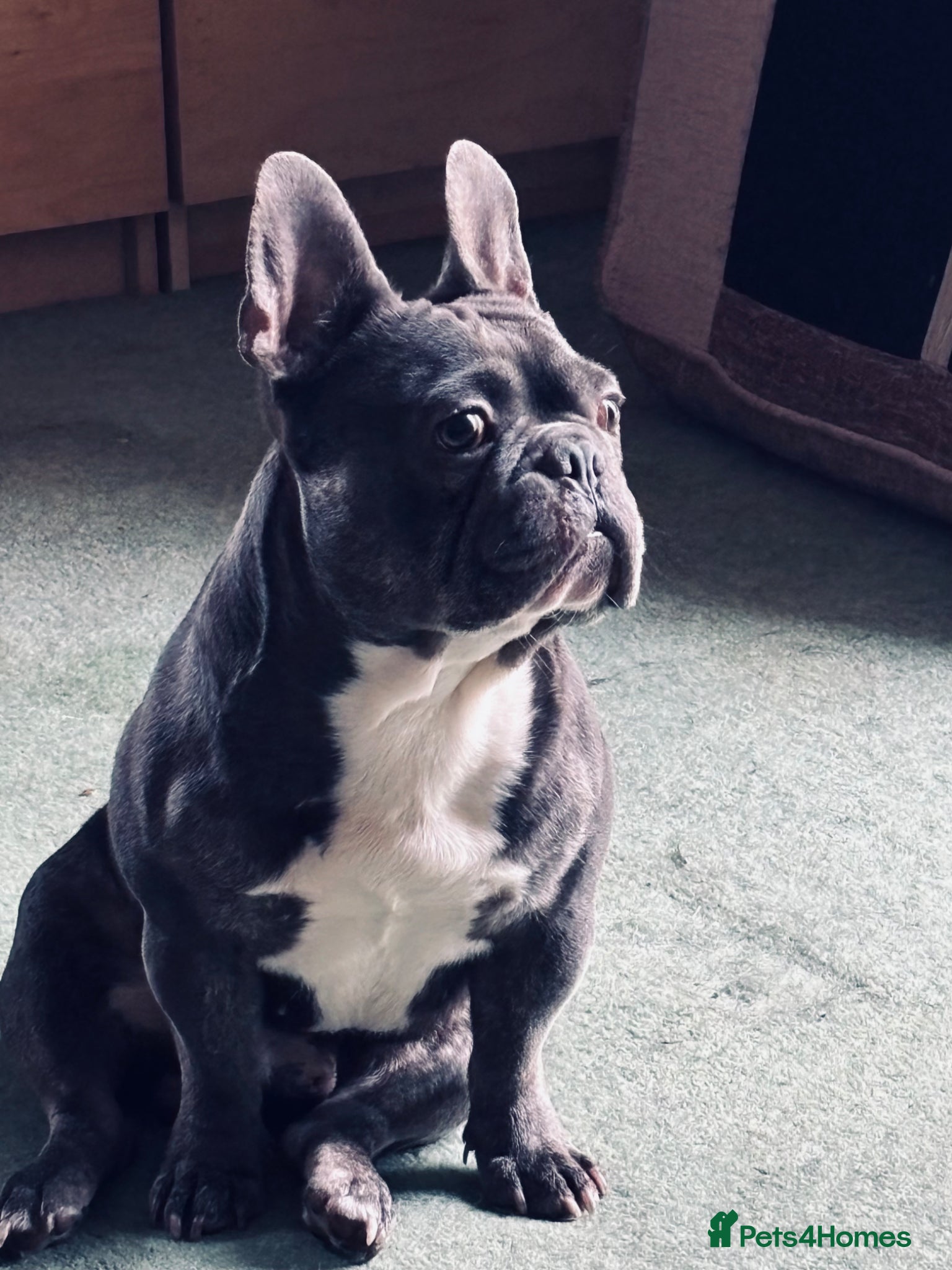 French Bulldog dogs Beautiful Boy For Stud  - Advert 1