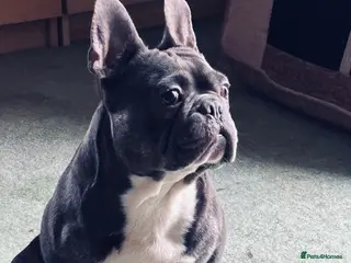 French Bulldog dogs Beautiful Boy For Stud - Advert 1