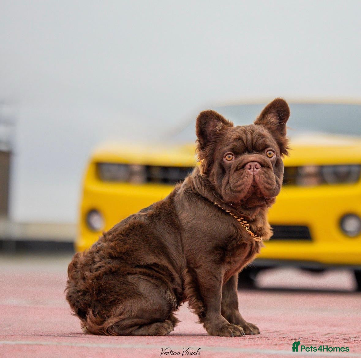 French Bulldog dogs Stunning Fluffy  **   in Norwich - Advert 2