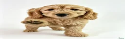 Mini Goldendoodle dogs for sale: F1, health tested, 5* breeder & POLICE K9 trainer - Advert 5