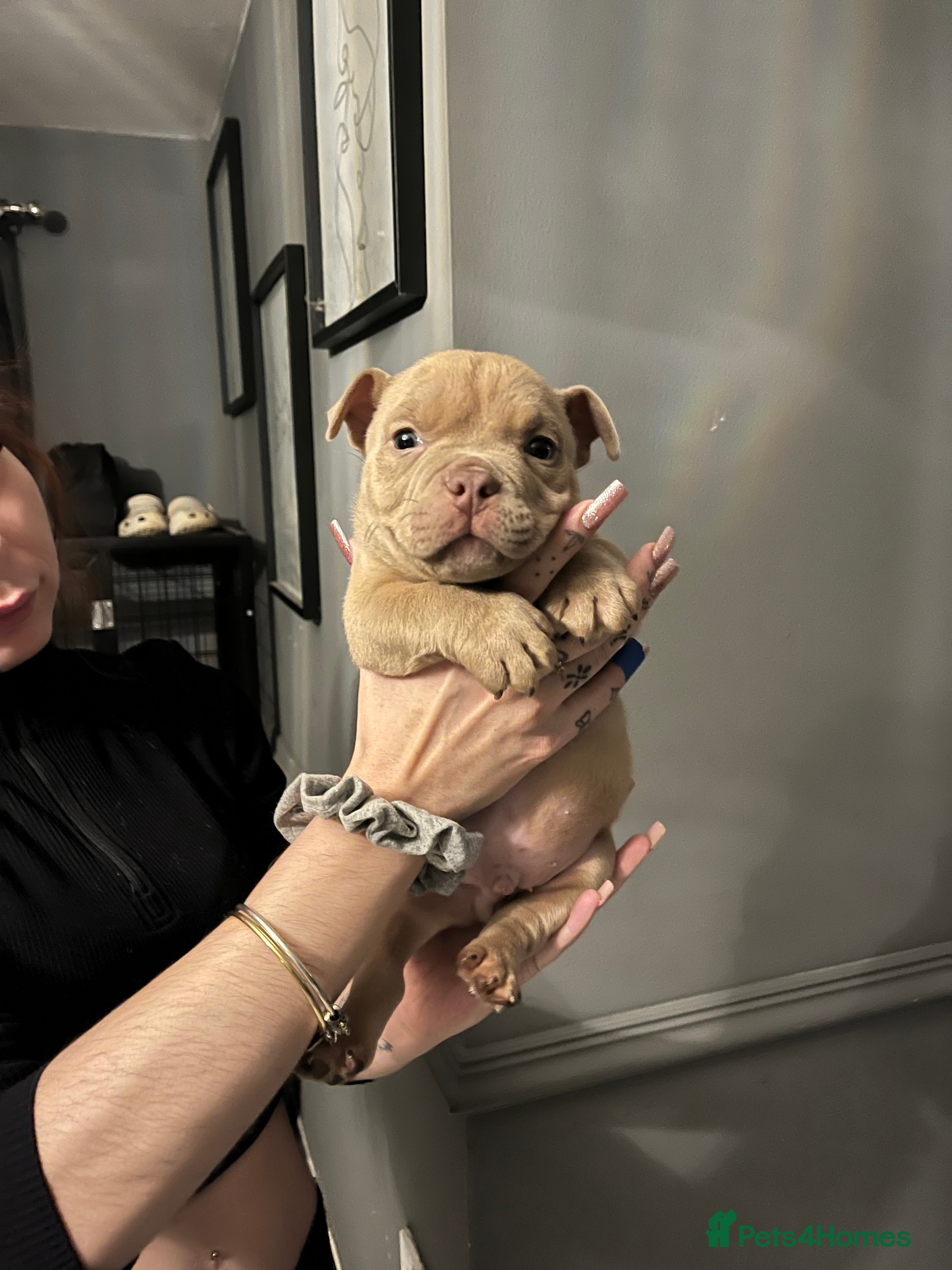 American Bully dogs Nano Bully - Advert 18