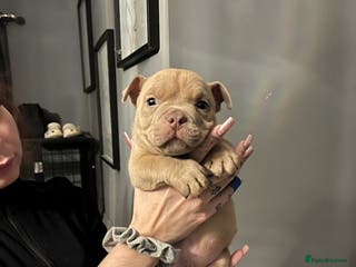 American Bully dogs Nano Bully - Advert 18