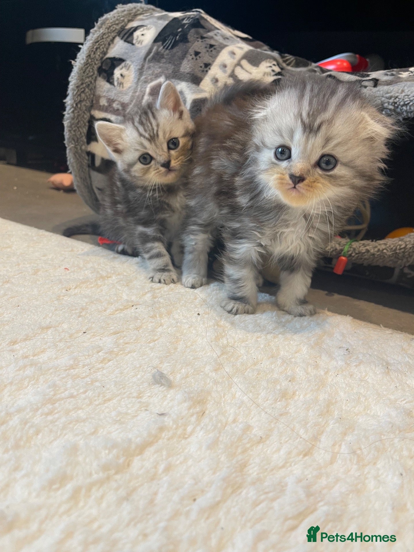 Scottish Fold cats for sale: 5 beautiful Scottish folk kittens  - Advert 5