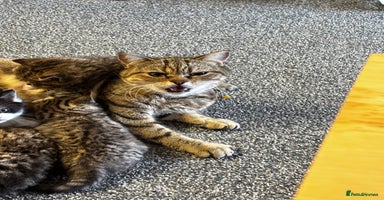 Mixed Breed cats - Advert 6