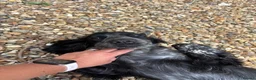 Cocker Spaniel dogs for sale: Rehoming Willow - Advert 3