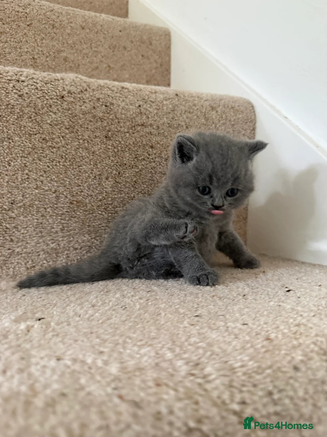 British Shorthair cats for sale: Stunning GCCF BSH - Tortie and Bi colour  - Advert 19