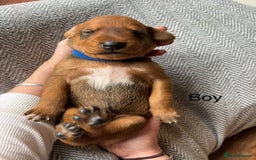 Mixed Breed dogs for sale: lurcher x Vizsla  - Image 5