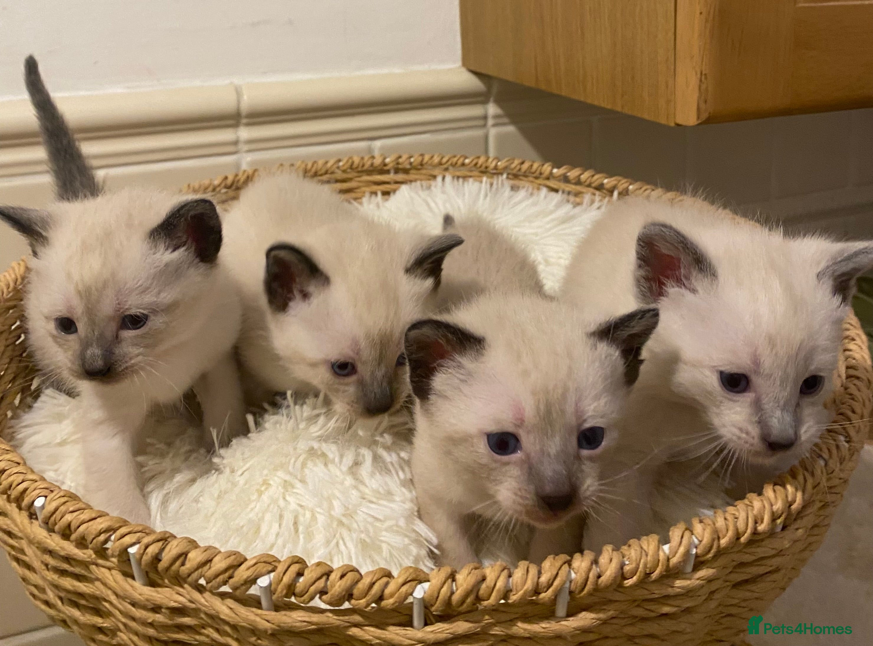 Siamese cats Beautiful Siamese kittens - Advert 2