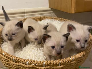 Siamese cats Beautiful Siamese kittens - Advert 2