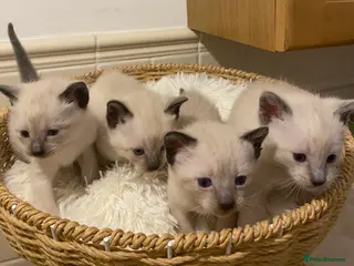 Siamese cats Beautiful Siamese kittens - Advert 9