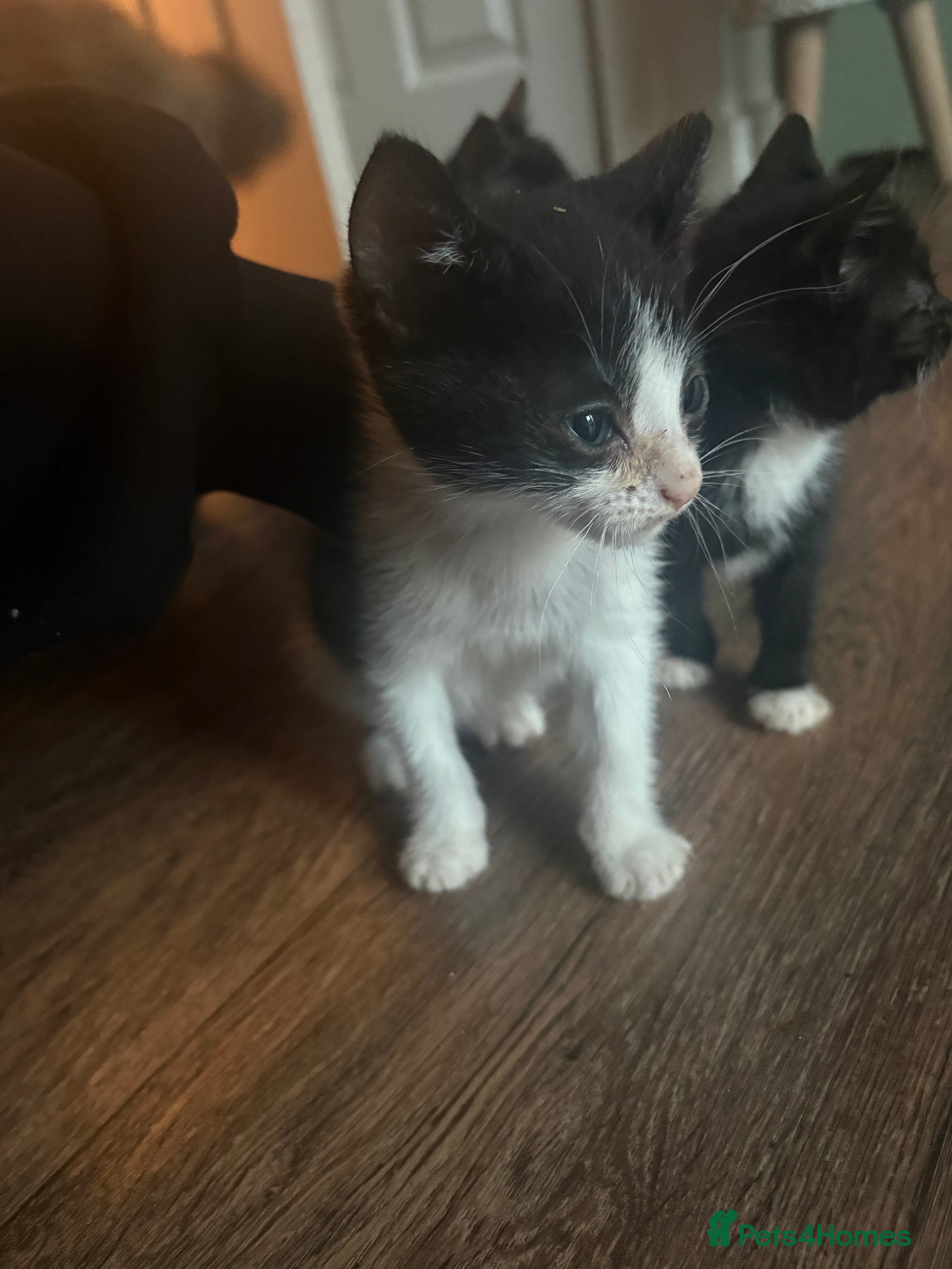 Mixed Breed cats for sale: Last MALE kitten left! - Advert 19