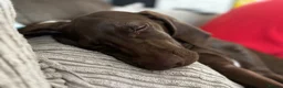 Weimaraner dogs for sale: Weimaraner 4 months old  - Advert 2