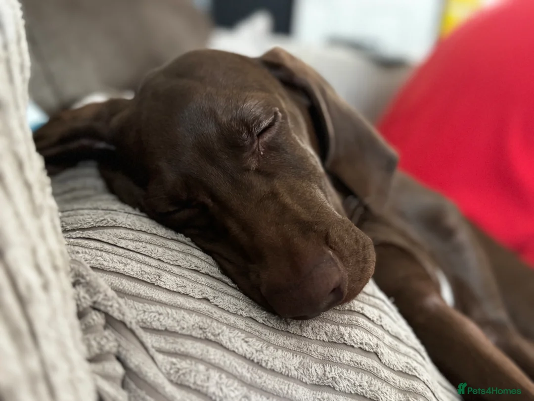 Weimaraner dogs for sale: Weimaraner 4 months old  - Advert 2