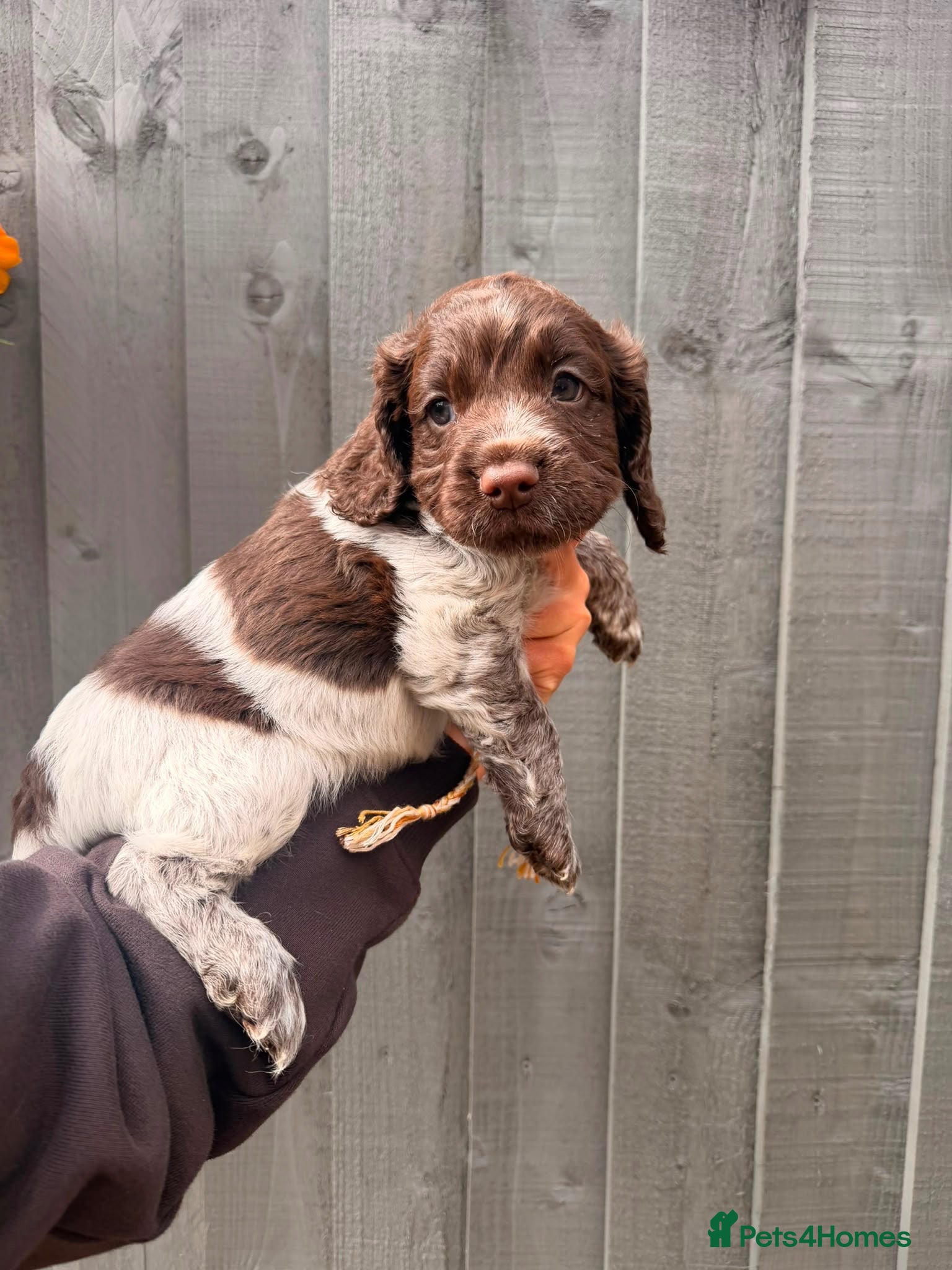 Cocker Spaniel dogs Quality health tested working cocker puppies - Advert 6