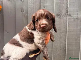 Cocker Spaniel dogs Quality health tested working cocker puppies - Advert 6