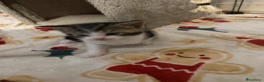 Domestic Shorthair 3