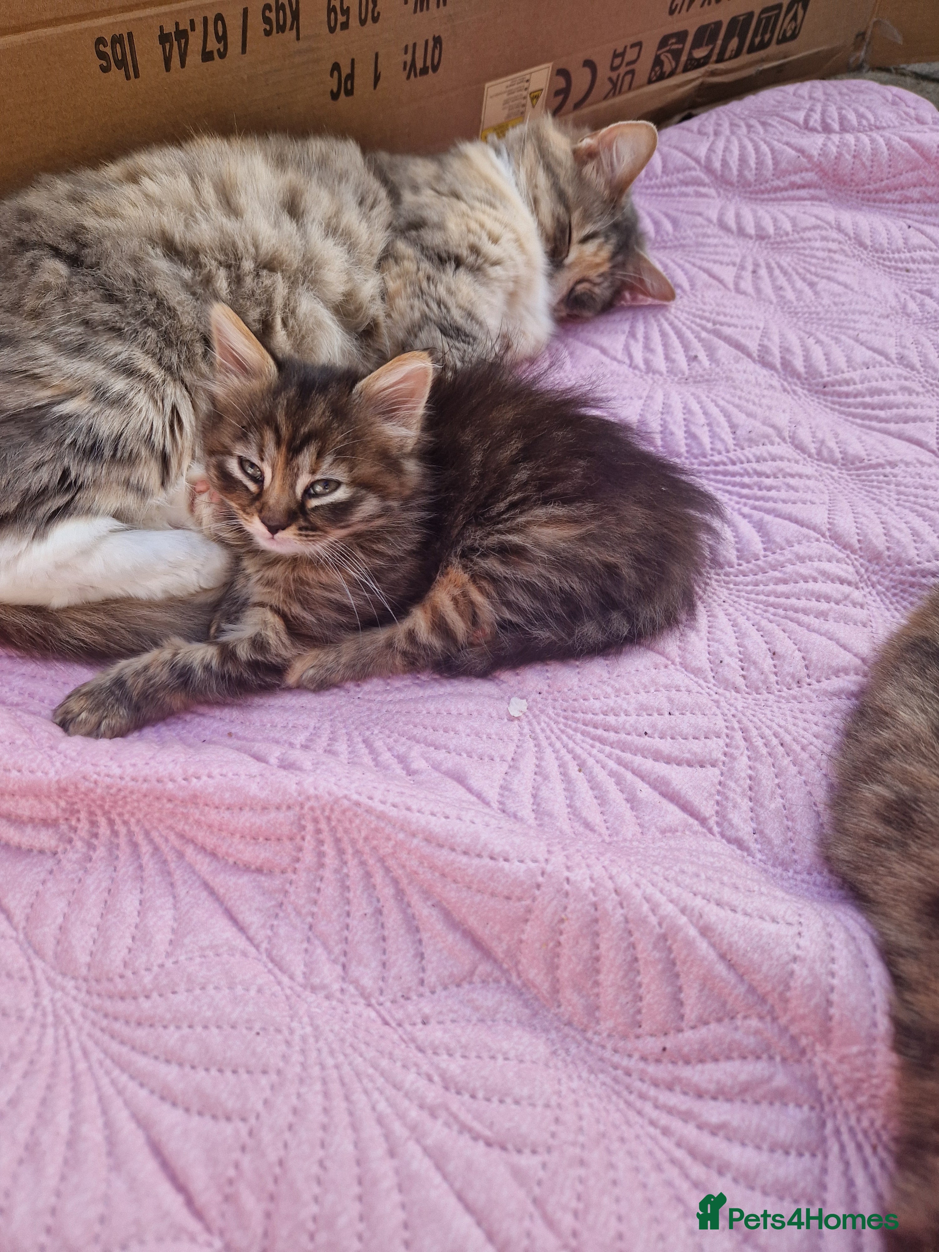 Mixed Breed cats Kitten 😸  - Advert 1