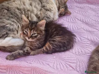 Mixed Breed cats Kitten 😸 - Advert 12