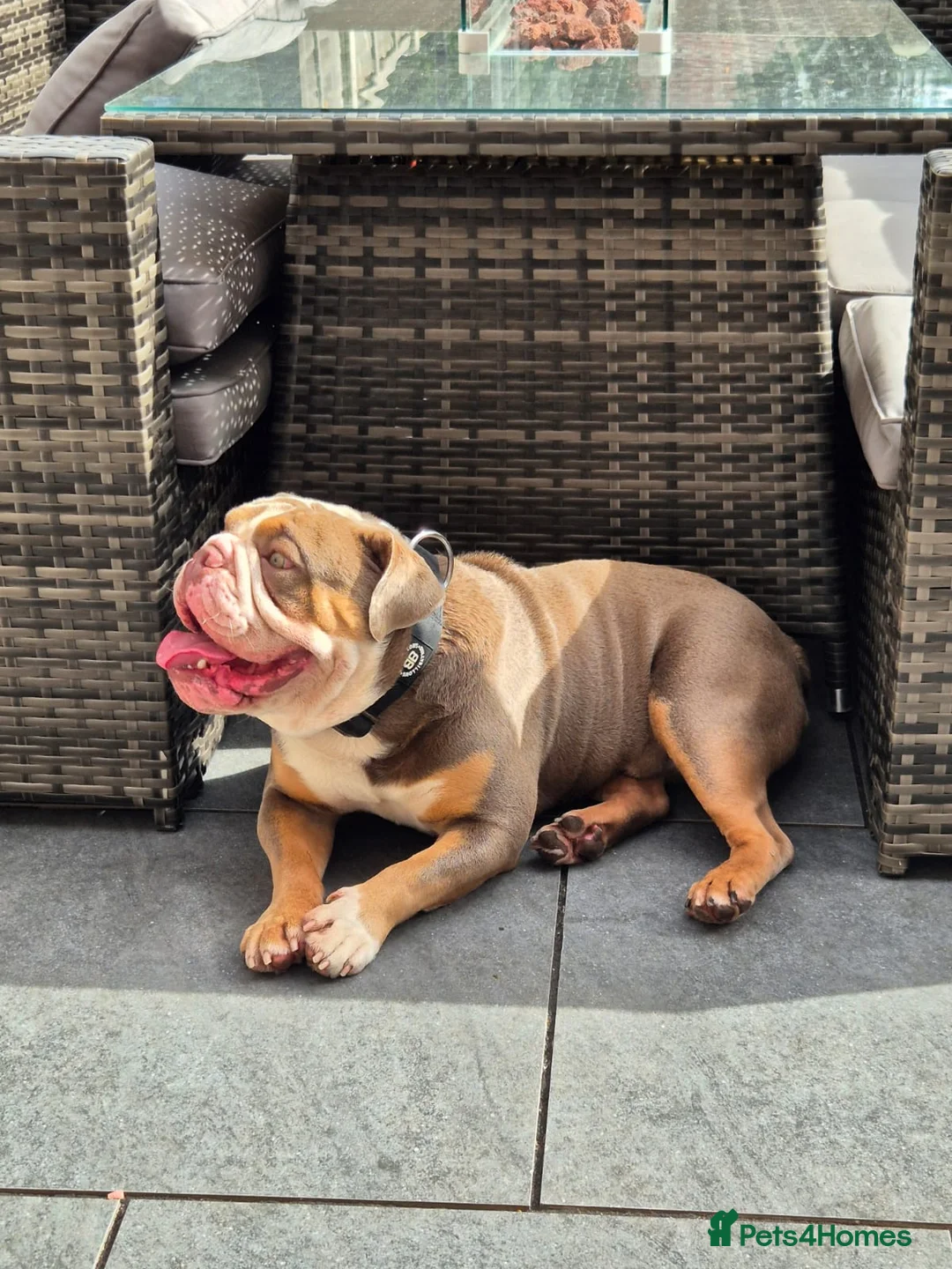English Bulldog dogs for stud: Prince of all Storms  in Birmingham - Advert 2
