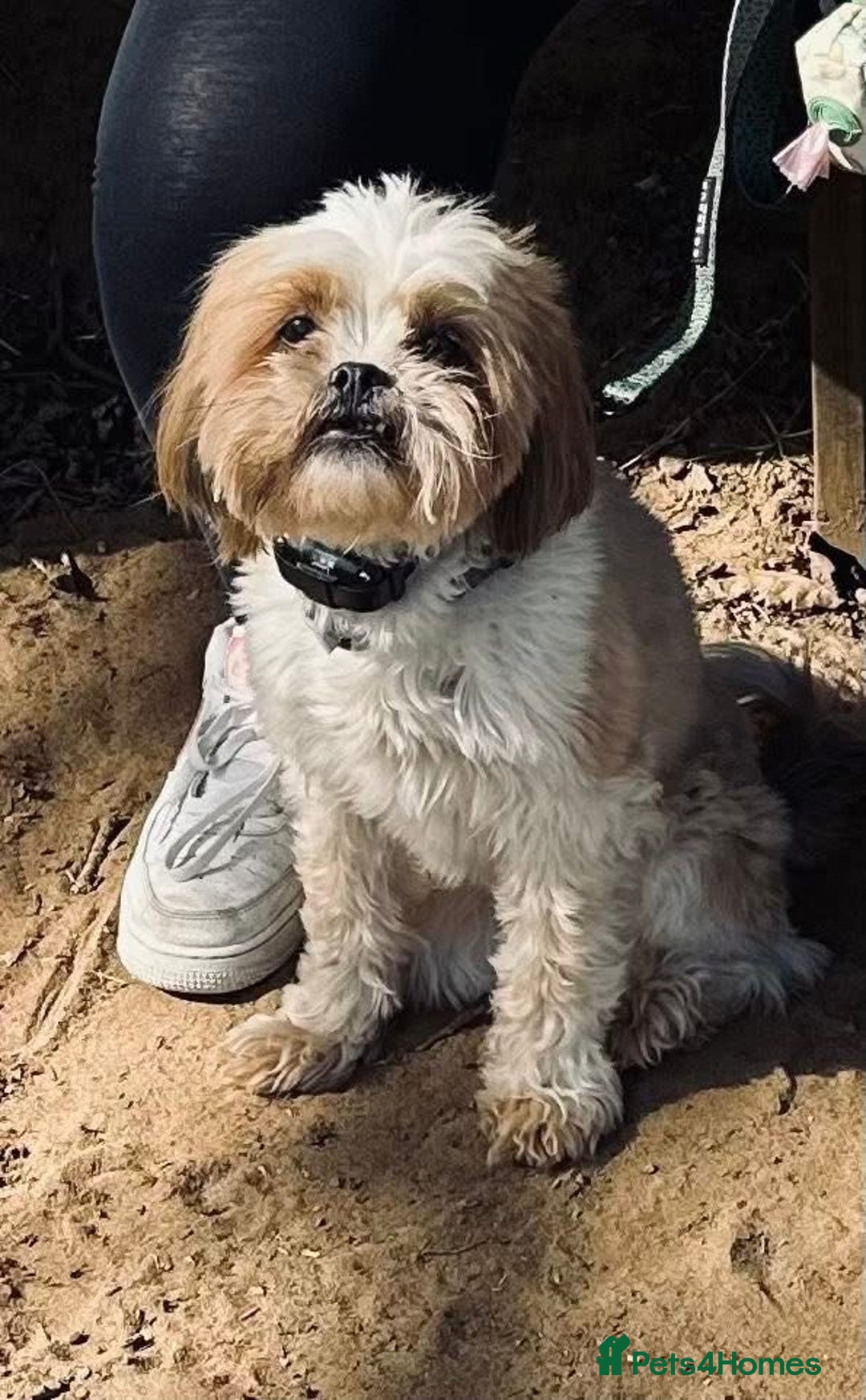 Shih Tzu dogs for sale: Shih Tzu seeking forever home - Advert 3