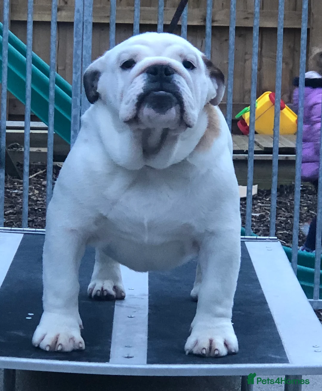 English Bulldog dogs for stud: stunning gold health tested bulldog stud  in Bacup - Advert 3