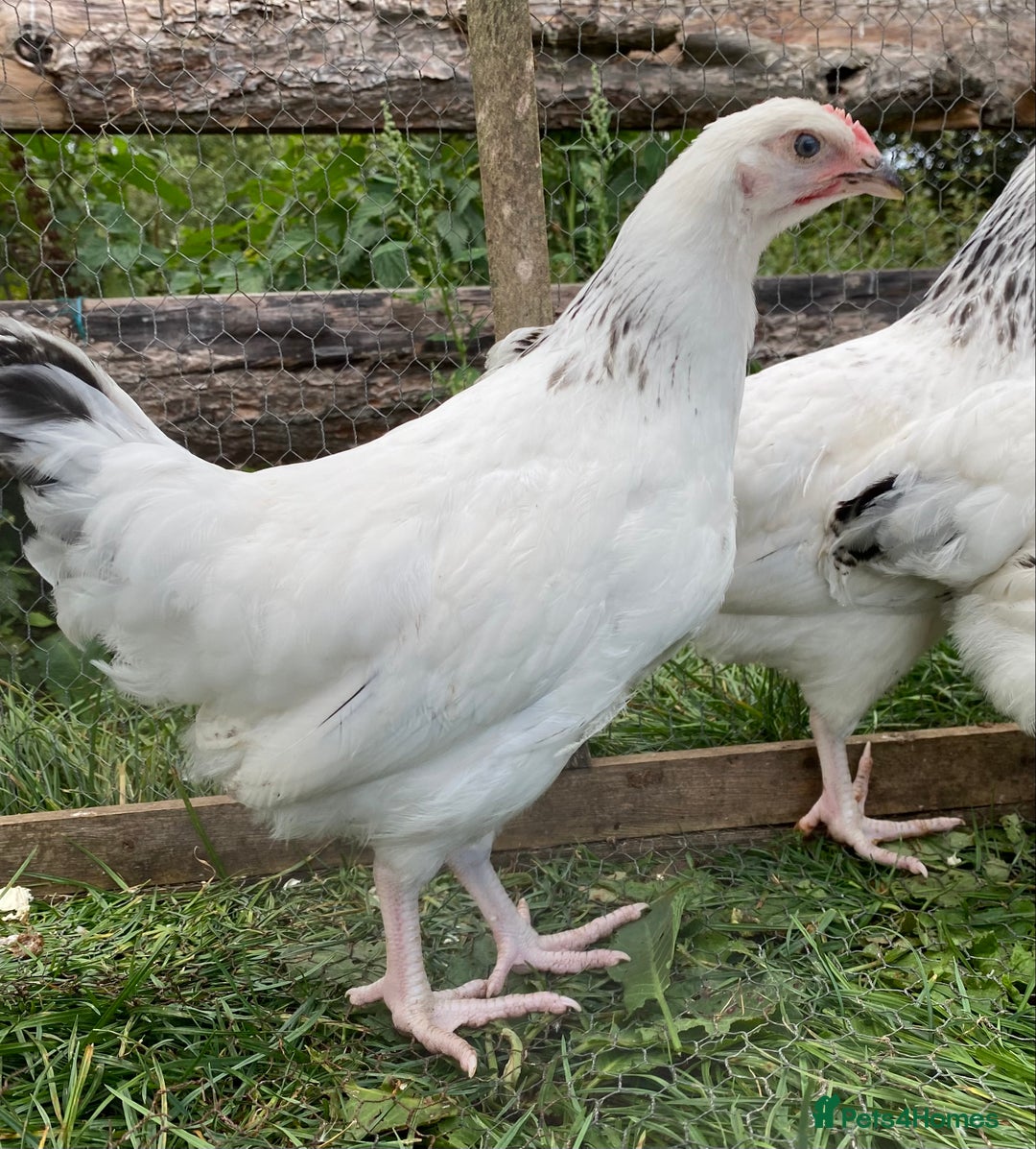 Chickens poultry for sale: Light Sussex  - Image 3