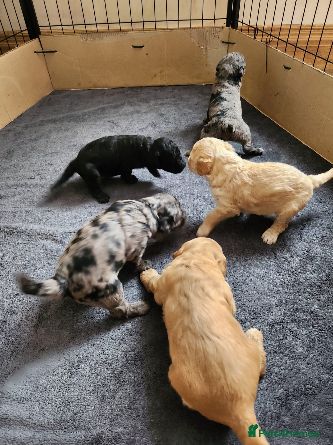 Australian Labradoodle dogs for sale: 💕 Stunning Australian Labradoodles! 💕 - Image 14