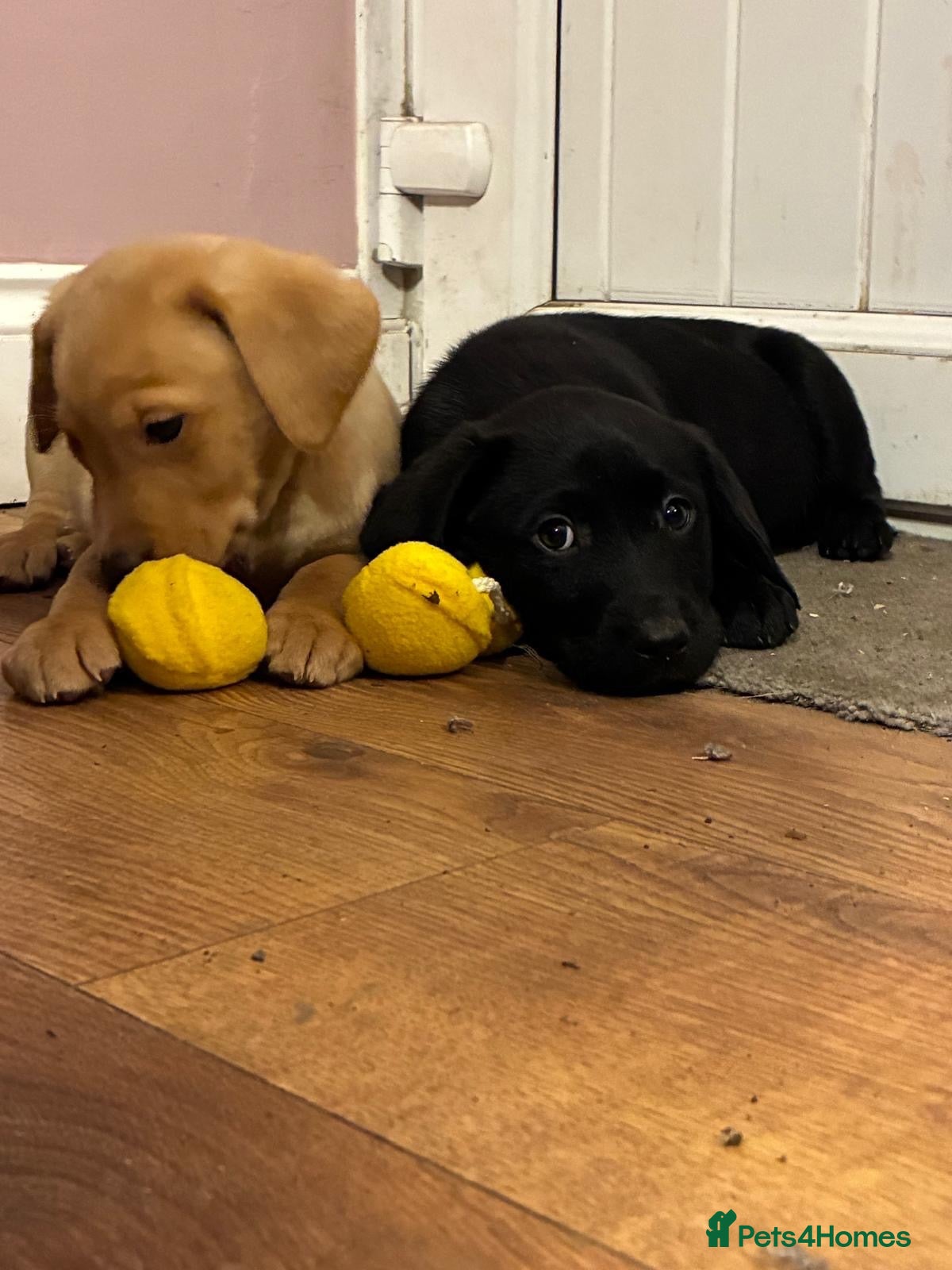 Labrador Retriever dogs for sale: Beautiful KC registered Labrador puppies  - Advert 1