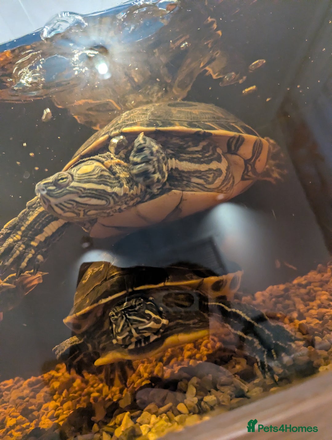 Turtle reptiles for sale: Turtle for sale  - Advert 1