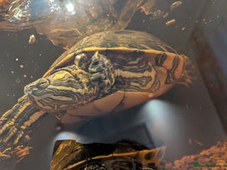 Turtle reptiles Turtle for sale - Advert 1