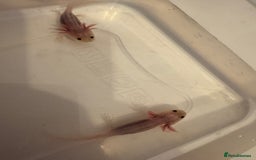 Axolotl reptiles for sale: Axolotl - Image 10