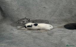 Netherland Dwarf rabbits for sale: Baby Netherland Dwarfs ready in 5 1/2 weeks - Image 5