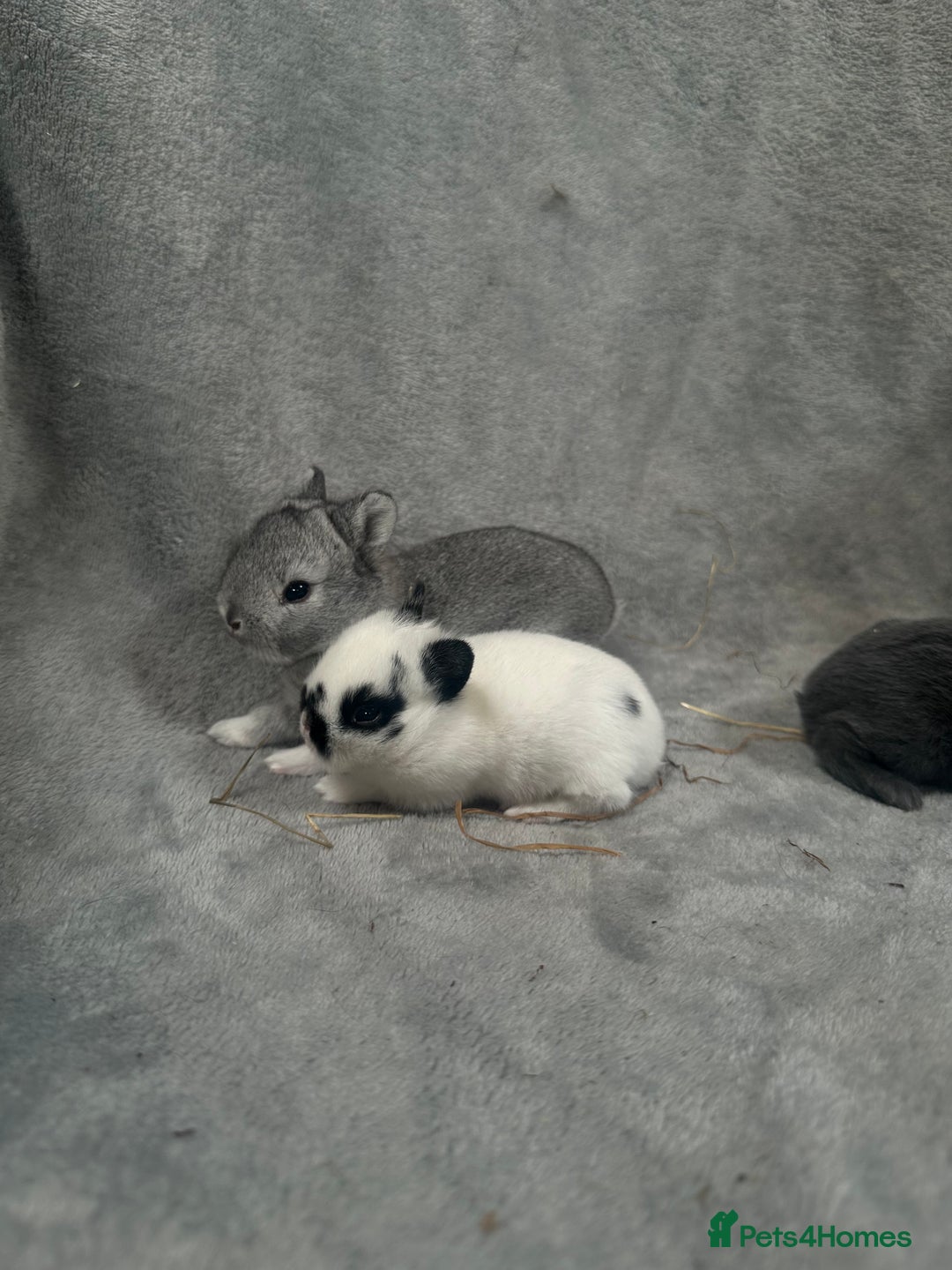 Netherland Dwarf rabbits for sale: Baby Netherland Dwarfs ready in 5 1/2 weeks - Image 5