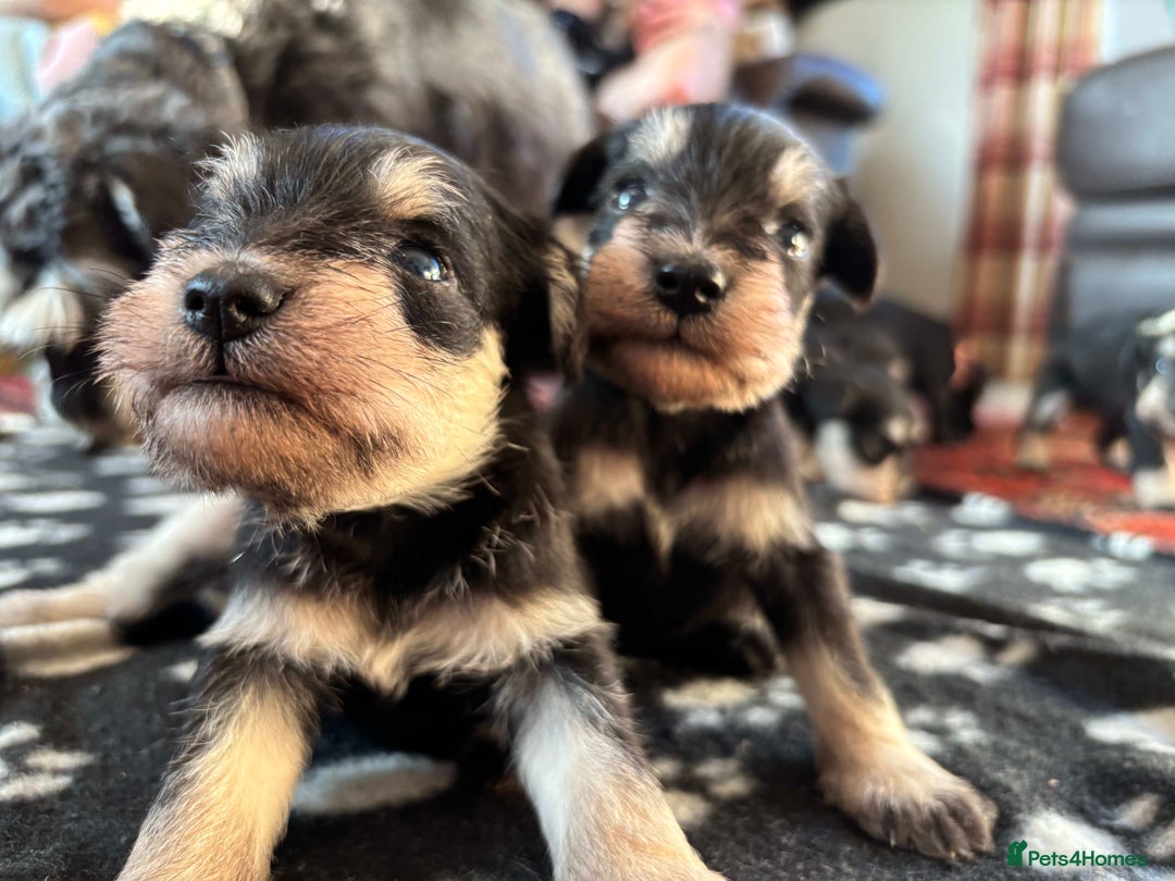 Miniature Schnauzer dogs for sale: Beautiful Miniature Schnauzer puppies - Image 7
