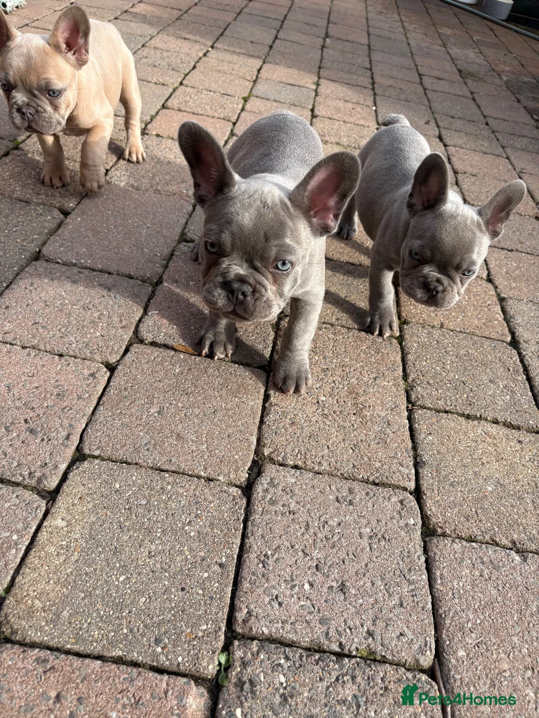 French Bulldog dogs for sale: Beautiful Girl French Bulldogs  - Advert 1
