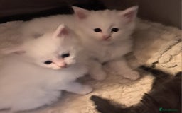 Maine Coon cats for sale: Maine coon kittens - Image 3