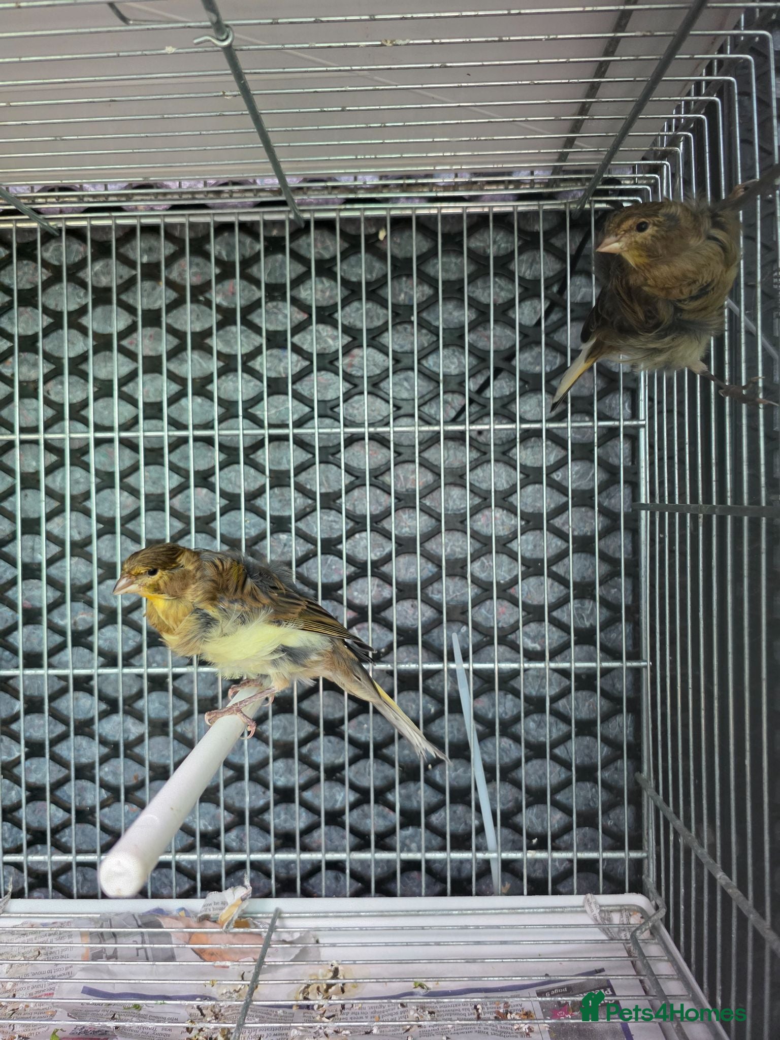 Canaries birds Cnarries  for sale  - Advert 2
