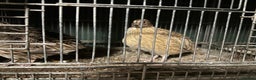 Quail poultry for sale: Quail for sale - Advert 1