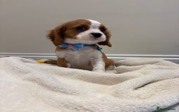 Cavalier King Charles Spaniel dogs for sale: Extensively health tested parent cavalier puppy’s  - Image 14