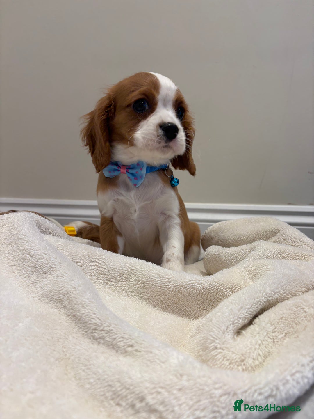 Cavalier King Charles Spaniel dogs for sale: Extensively health tested parent cavalier puppy’s  - Image 14