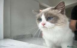 Ragdoll cats for sale: Beautiful Ragdolls Available. - Image 13