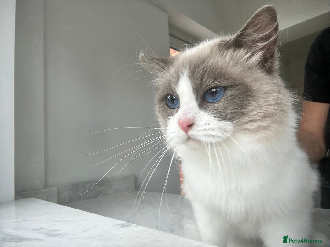Ragdoll cats for sale: Beautiful Ragdolls Available. - Image 13