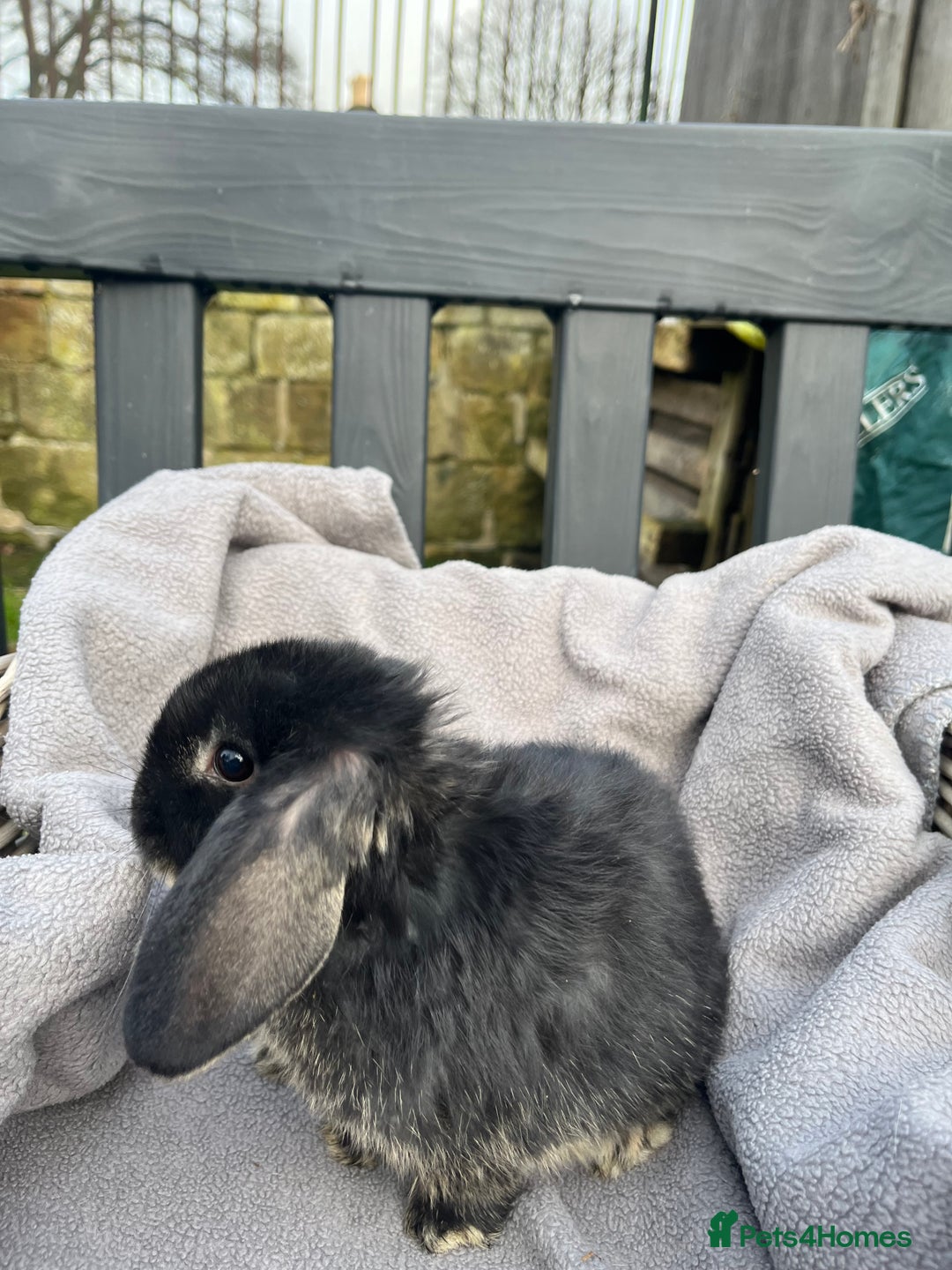 Mini Lop rabbits for sale:  Beautiful mini lops - Advert 4