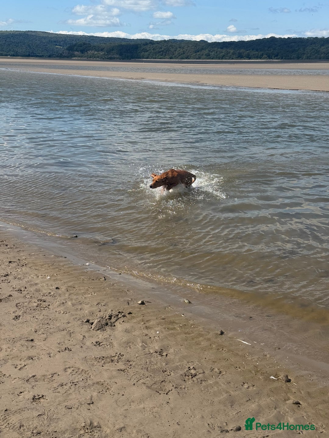 Labrador Retriever dogs for sale: Pedigree fox red Labrador  - Advert 6