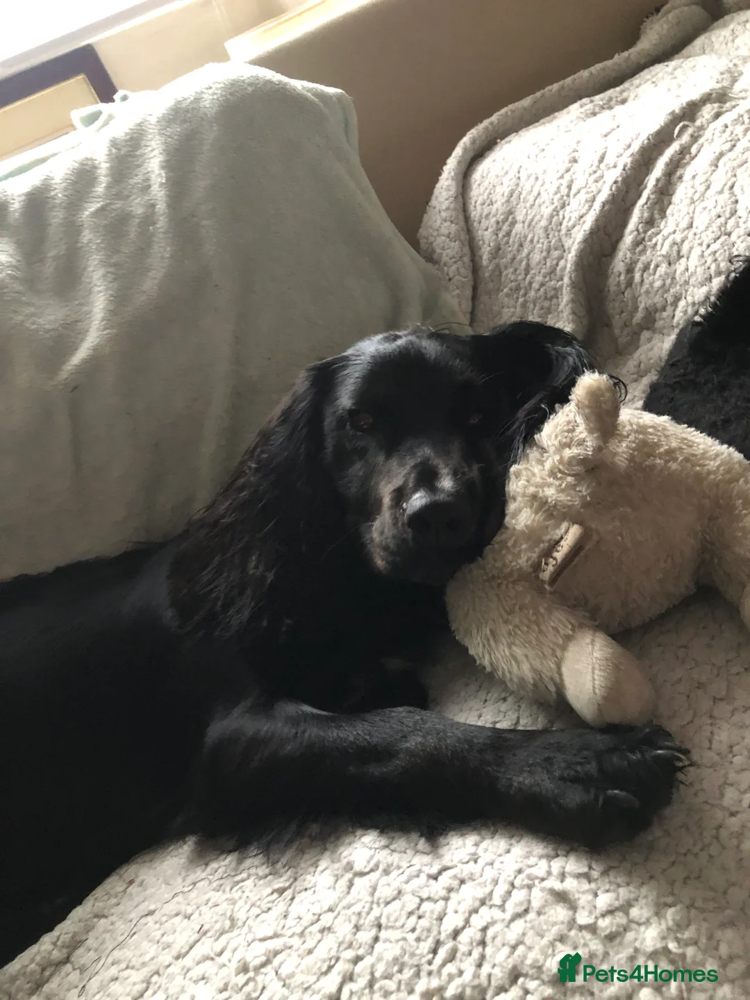 Sprocker dogs for sale: 1 Year old Sprocker Spaniel for adoption - Advert 9