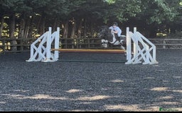 Irish Cob horses for sale: 13.1 fun loving all rounder  - Image 15