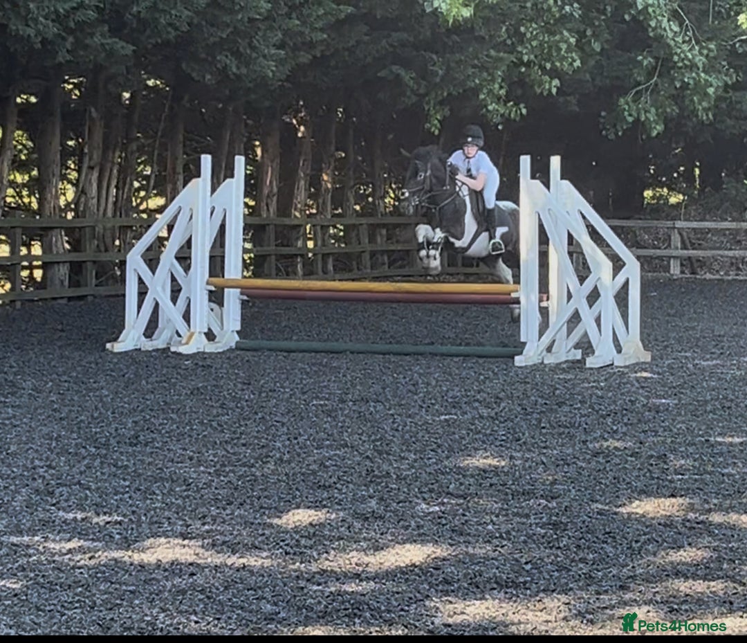 Irish Cob horses for sale: 13.1 fun loving all rounder  - Image 15
