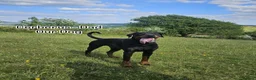 Dobermann dogs for sale: 🐾 Doberman Puppies – Waiting List Now Open 🐾 - Advert 14