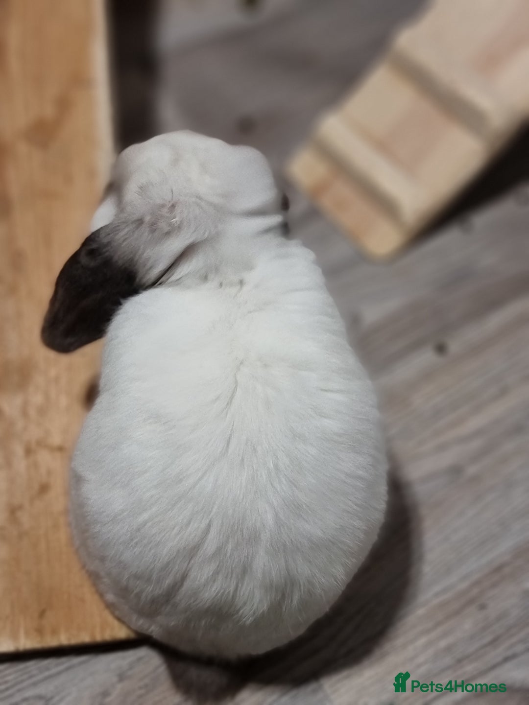 Mini Lop rabbits for sale: Beautiful friendly male mini lop - Advert 8