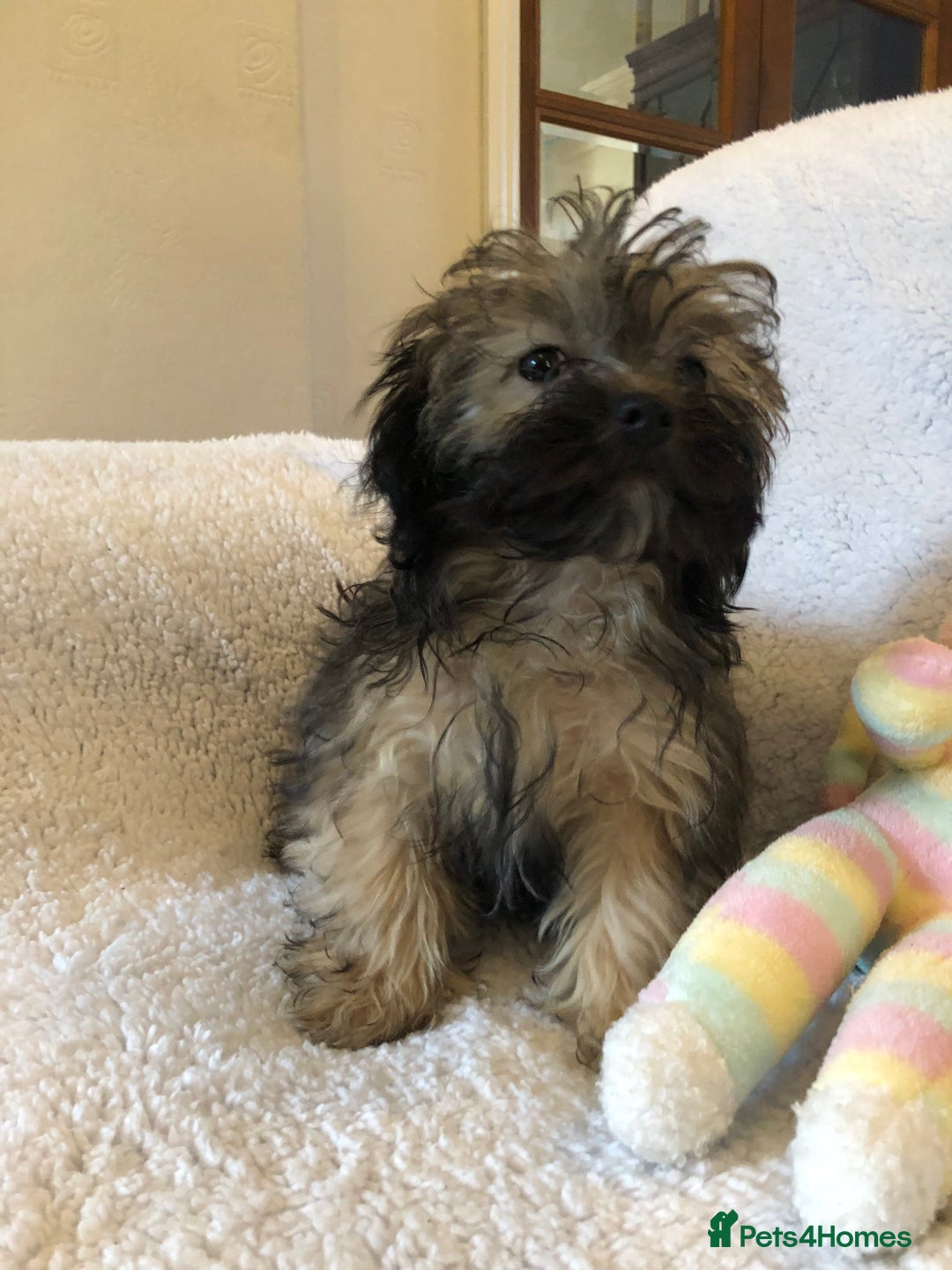 Shihpoo dogs for sale: shihpoo puppies for sale  - Advert 5